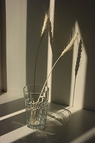 Decorative Dry Plant