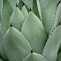 Hojas de suculenta