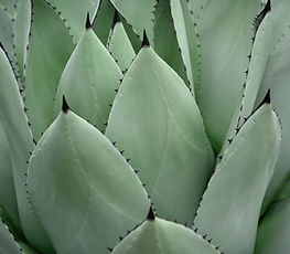Aloevera plant