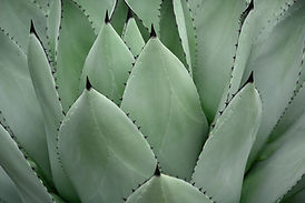Succulent Leaves