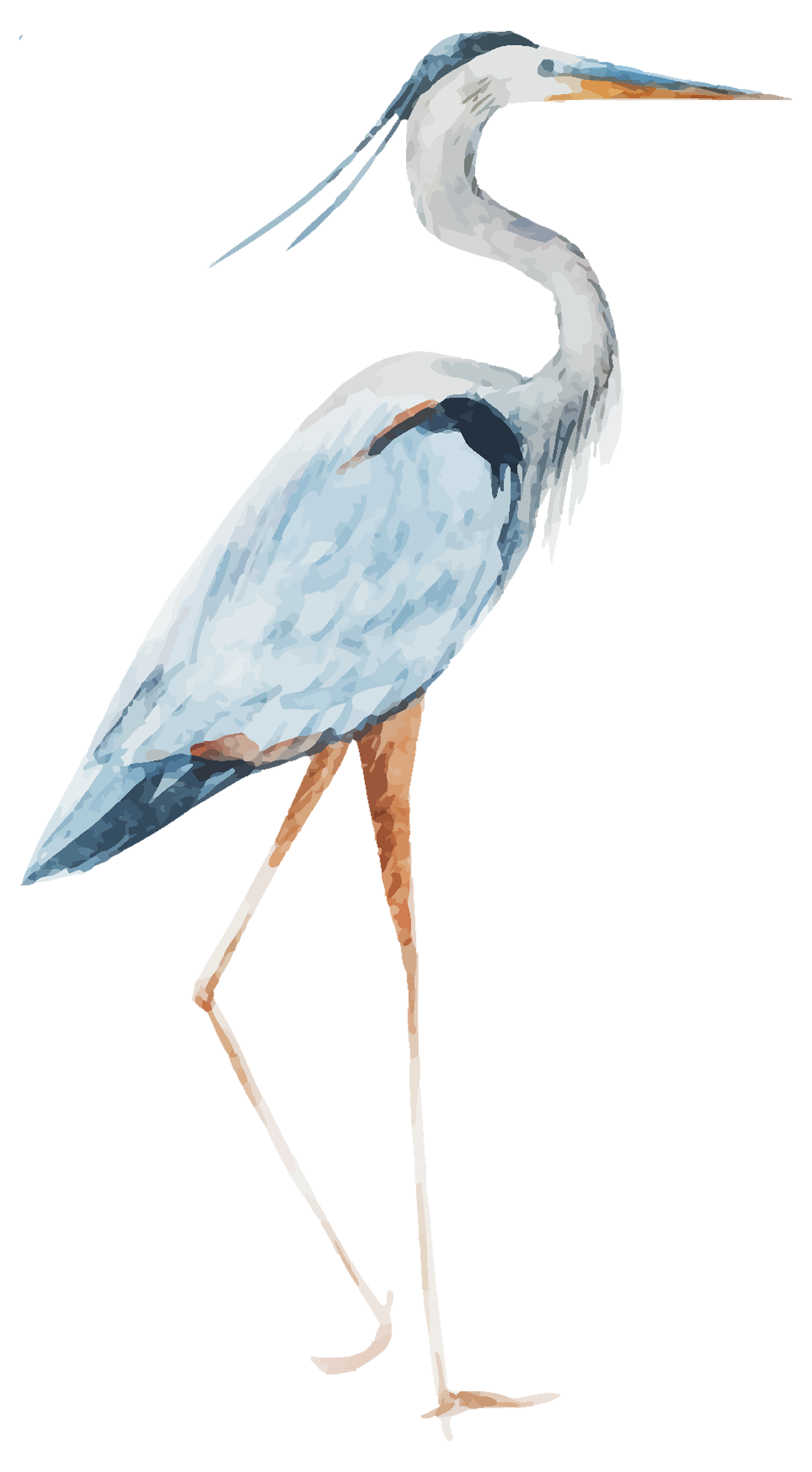 Ilustração de garça em aquarela