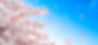 桜 CG 合成の写真