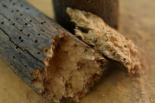 Piece of wood decayed by woodworms