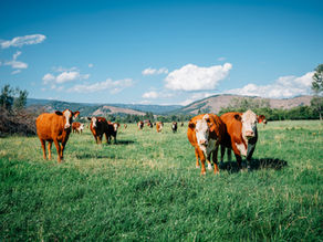 Hawaii Senate Picks Which Farms Survive, Bypasses Law for Aloun Farms