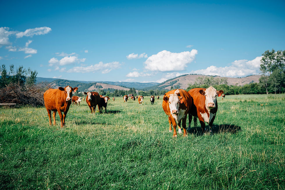 Cows in a field
