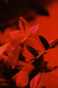 Red Leaves