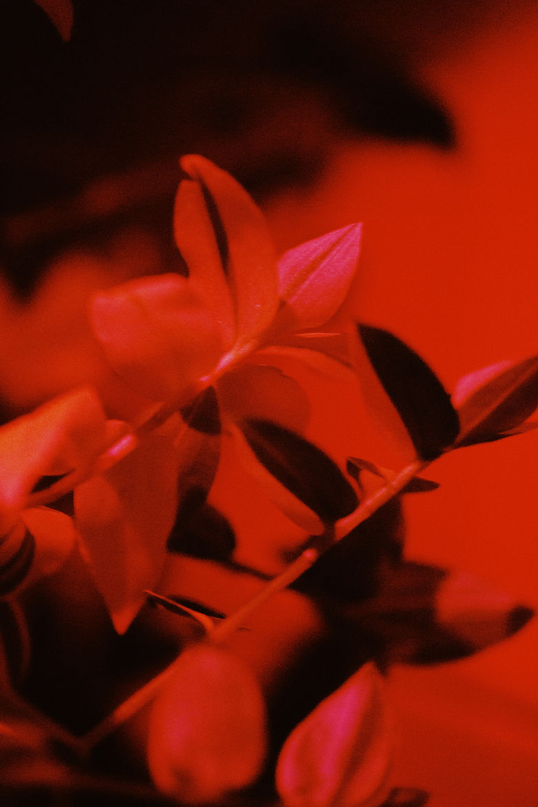 Foglie rosse