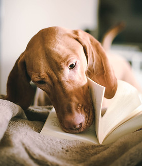 Hund liest Buch