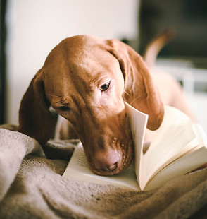 Hund liest Buch