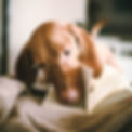 Cute Dog