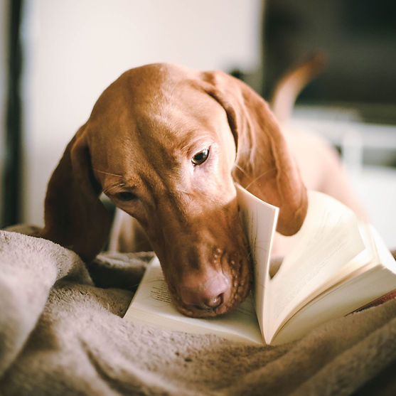 Cute Dog