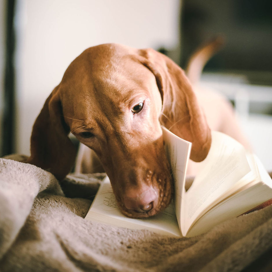 Chien lisant un livre
