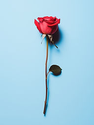 Single Red Rose