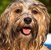 Wet Dog