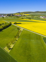 Rapsfeld