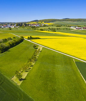 Rapsfeld