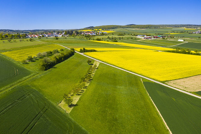 Green Fields