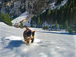 Cat in snow