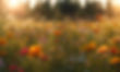 Sunlit Wildflower Meadow