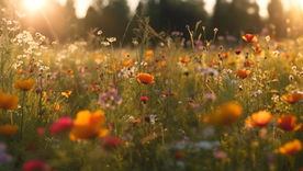 Artist Callout - 2025 Wildflowers Gallery