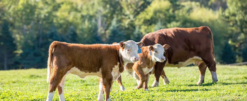Bezerros e vacas em Pasto