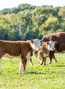 Calves & Cow in Pasture