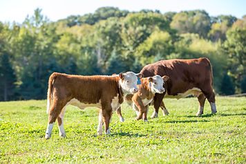 Cows In Pasture