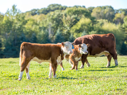 人奶給人喝，豬奶給豬喝——牛奶給誰喝？