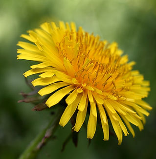 Dandelion