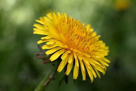 gelbe Blume