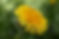 Flor amarela
