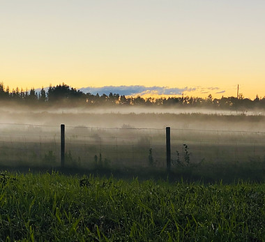 Champ du lever de soleil brumeux