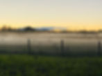 Misty Sunrise Field