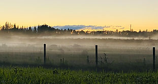Foggy Field