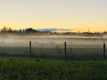 Foggy Field
