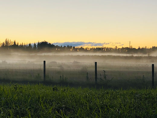 Foggy Field