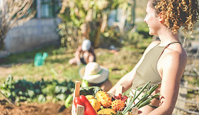 Harvesting Vegetables