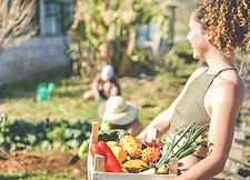 Récolter des légumes