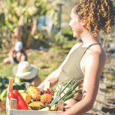 Harvesting Vegetables