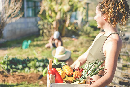 Harvesting Vegetables
