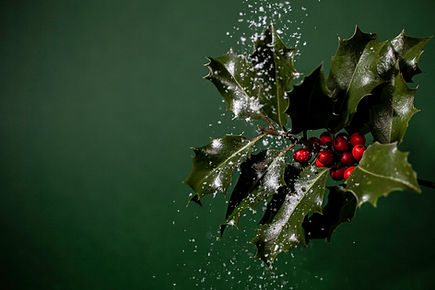 Holly With Snow