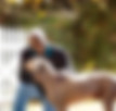 Dog Pet