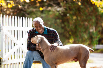 Dog Pet