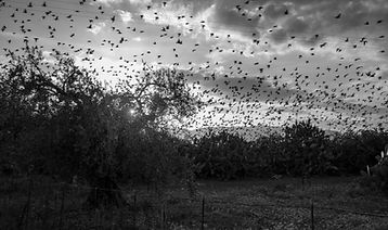 Countless Birds