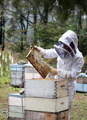 Beekeeper Examining Hive