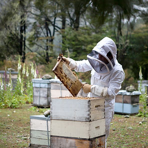 Beekeeper with Honeycomb