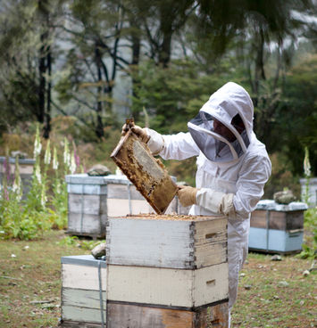 Apiculteur avec nid d'abeille