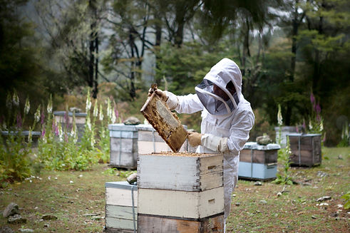 Beekeeper with Honeycomb