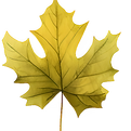 Yellow Maple Leaf