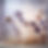 Bloemen Decoraties